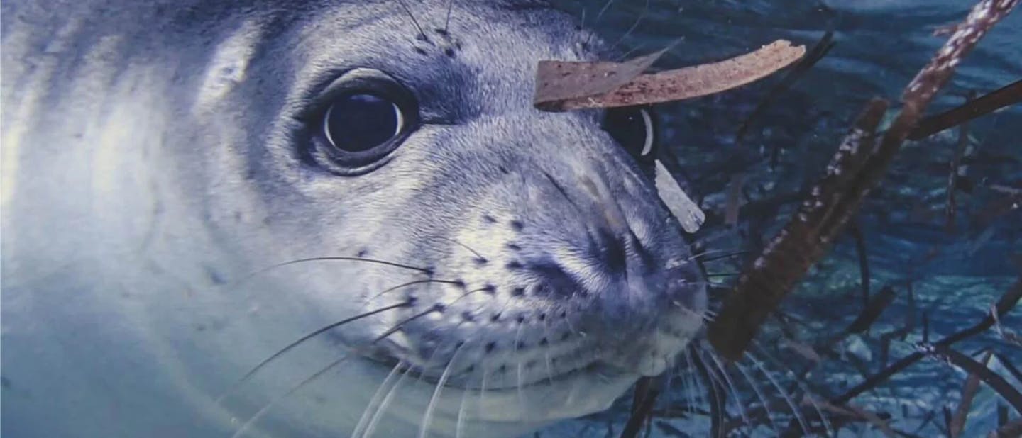 Adriatic monk seal