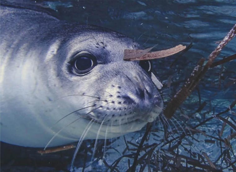 Adriatic monk seal