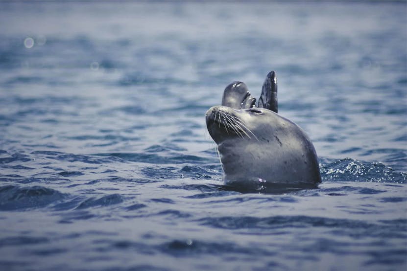 adriatic-monk-mediterranean-seal