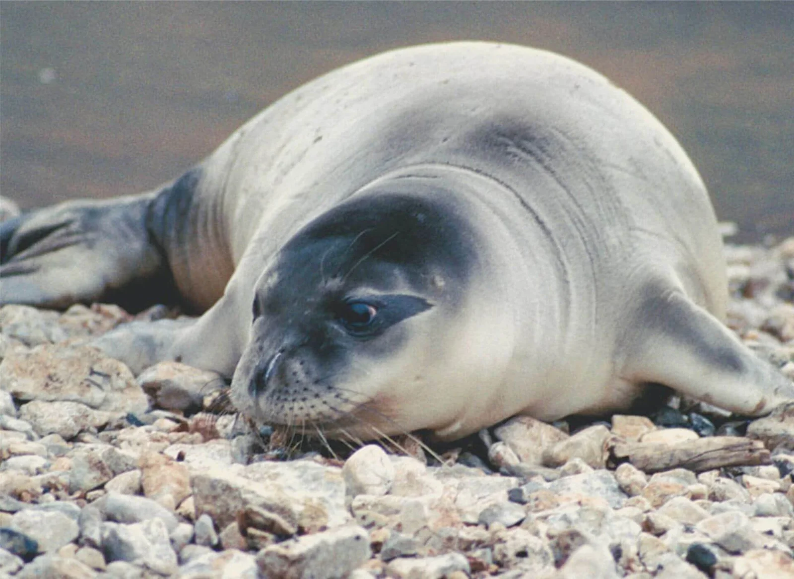 mediterranean-seal