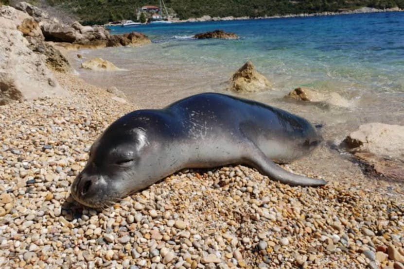 adriatic-monk-mediterranean-seal