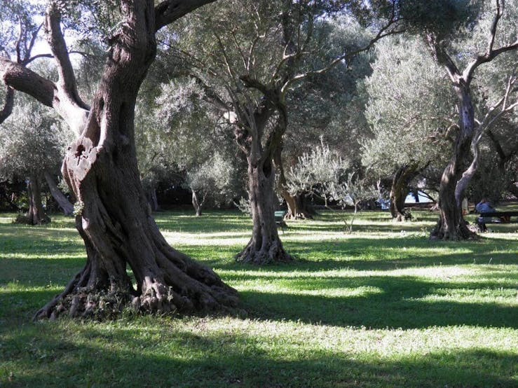 Lokrum Island olive gardens