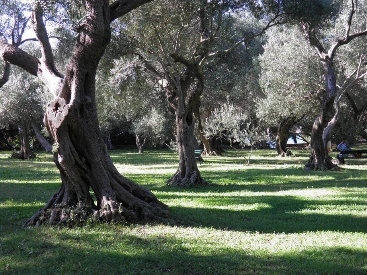 Lokrum Island olive gardens