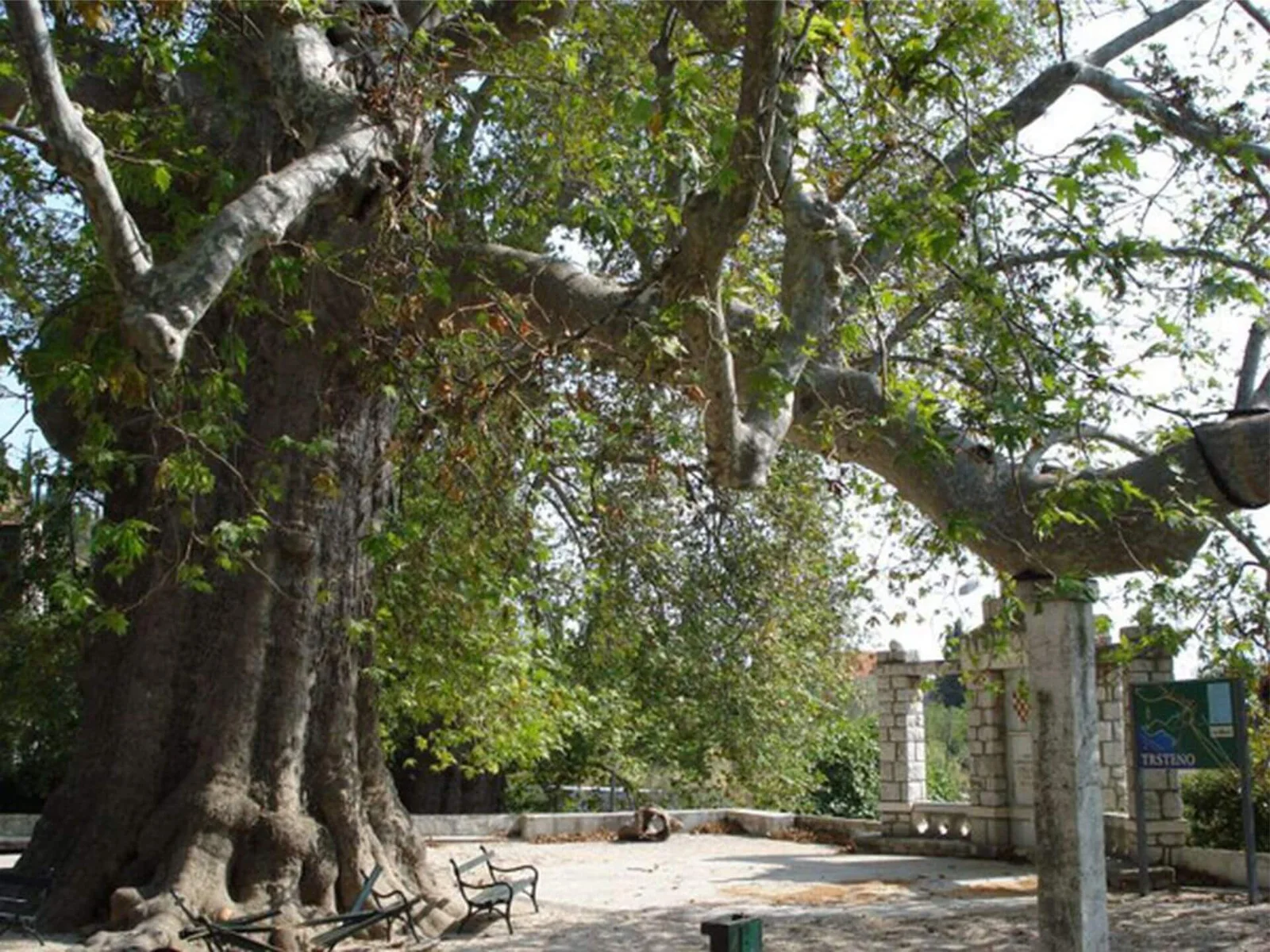 Oriental-plane-trsteno-day-trip-from-dubrovnik