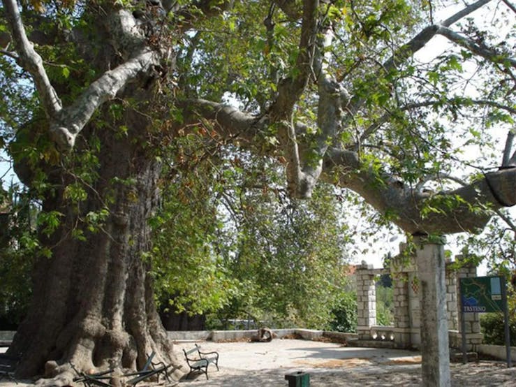 Oriental-plane-trsteno-day-trip-from-dubrovnik