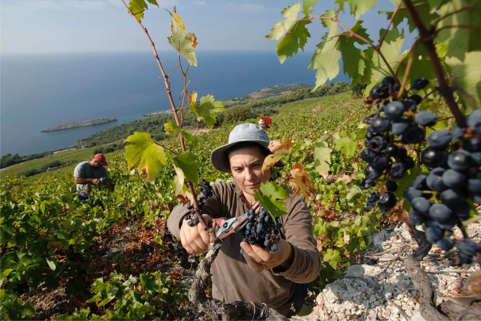 dingac-tunnel-wineyards-peljesac