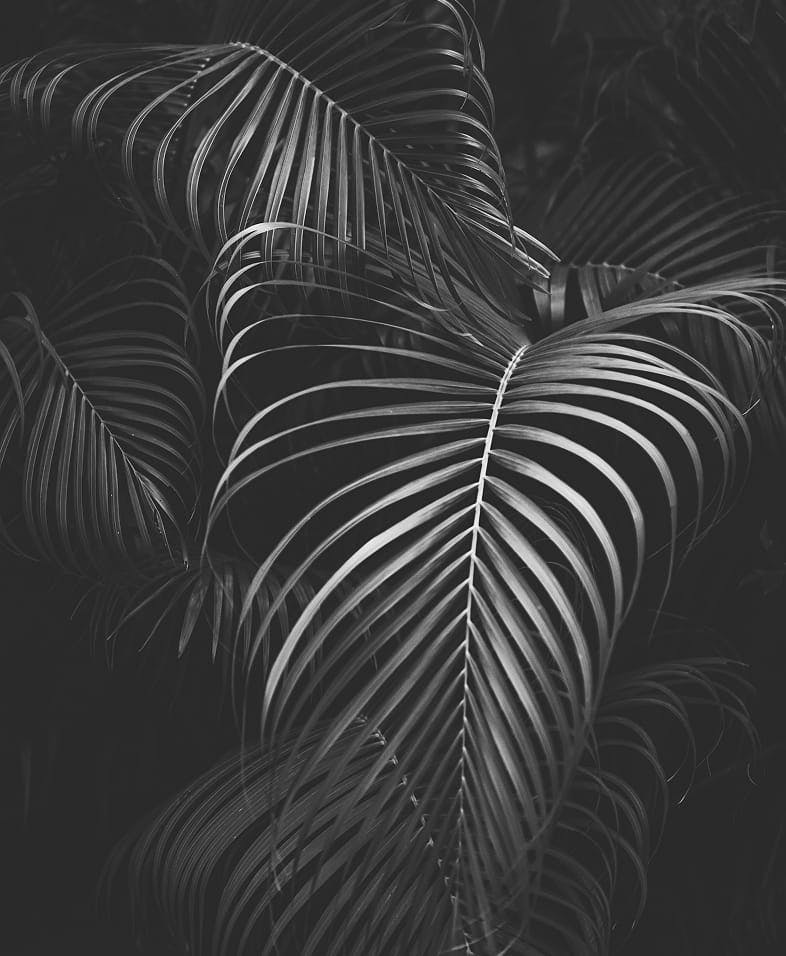 Palm tree leaves