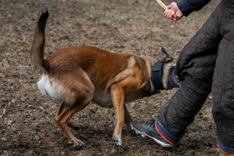 dog biting a man's leg