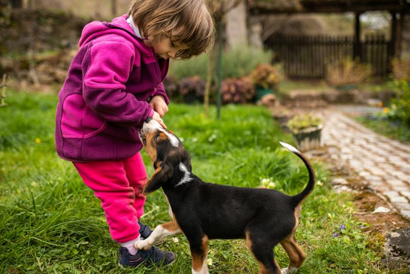 dog biting a child's arm