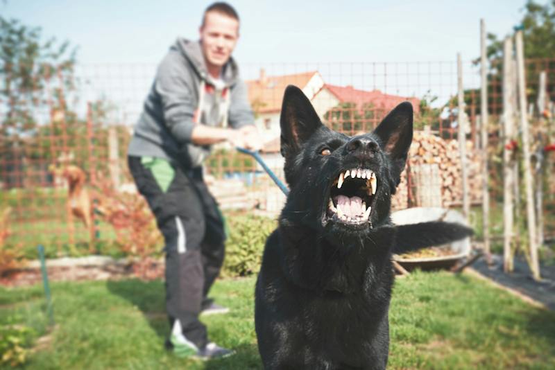 Dangerous dog