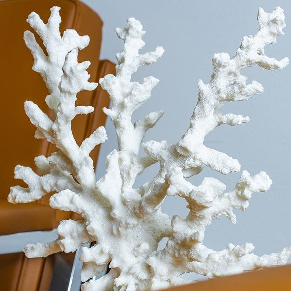 white coral