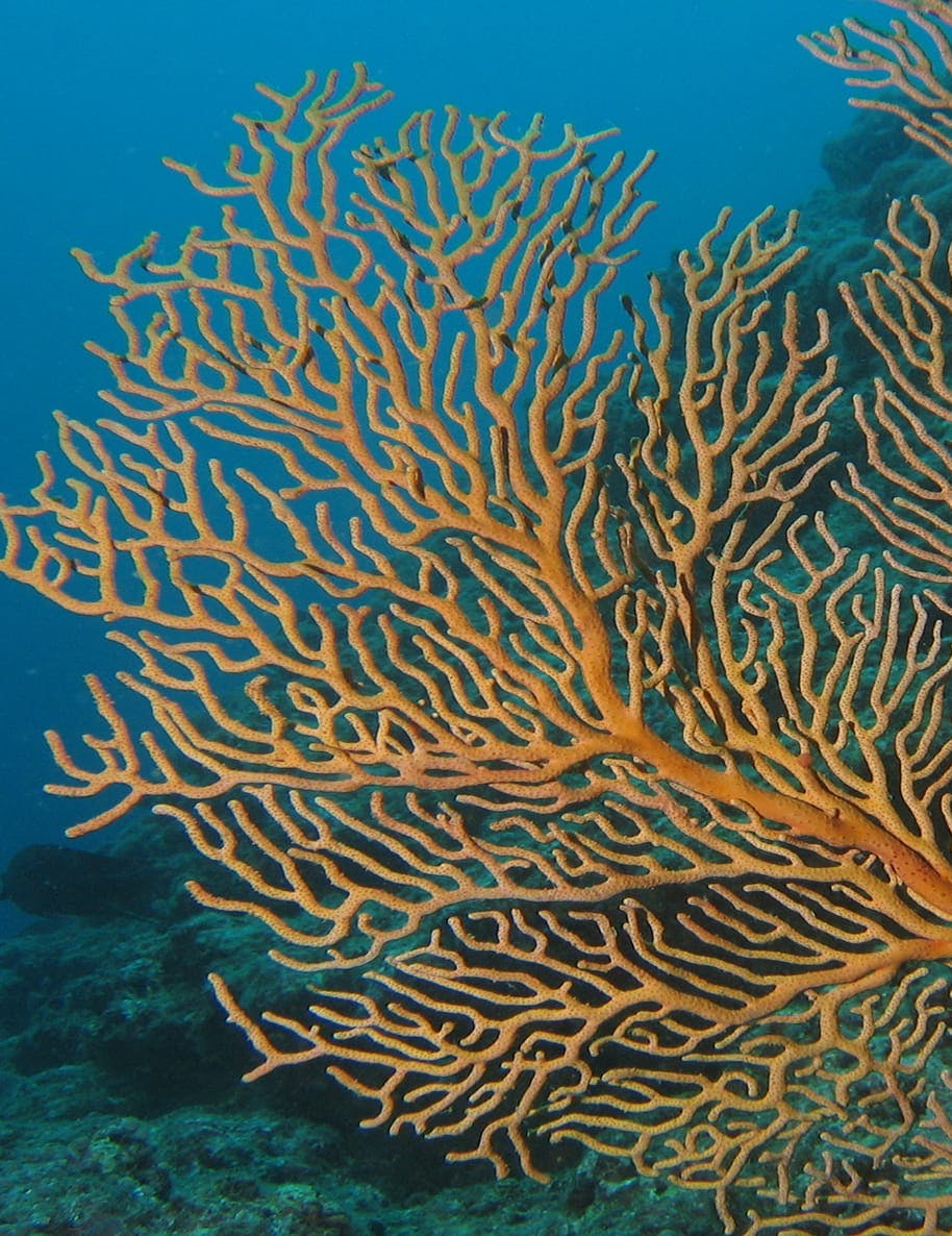 big branch of an orange coral