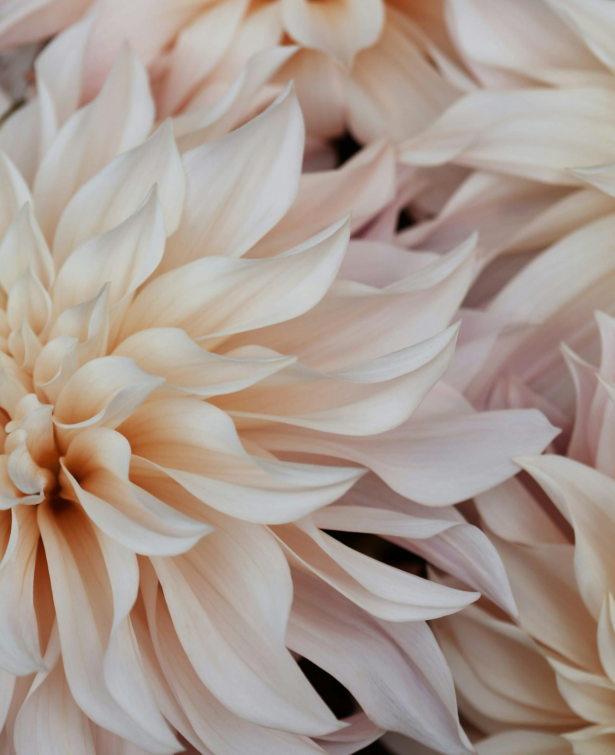 Close up of white flowers