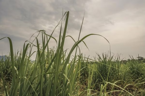 plant, vegetation, grass, field, stick, outdoors, land, nature