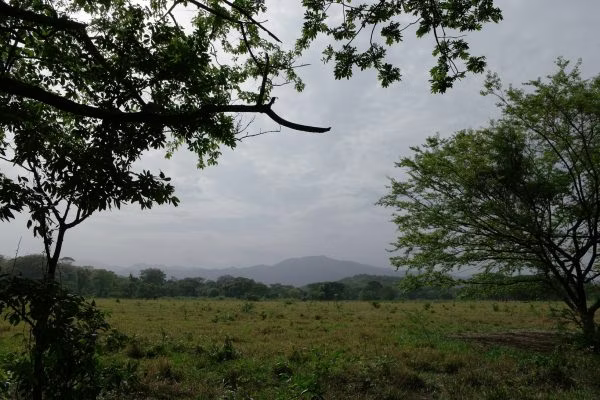 countryside, field, nature, outdoors, pasture, vegetation, grassland, savanna, land, tree