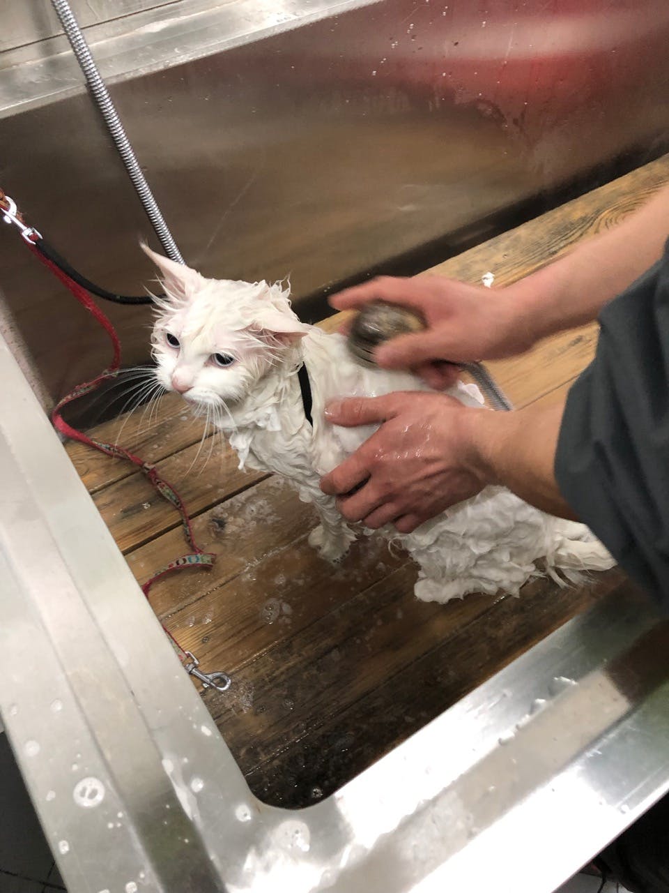 First bath