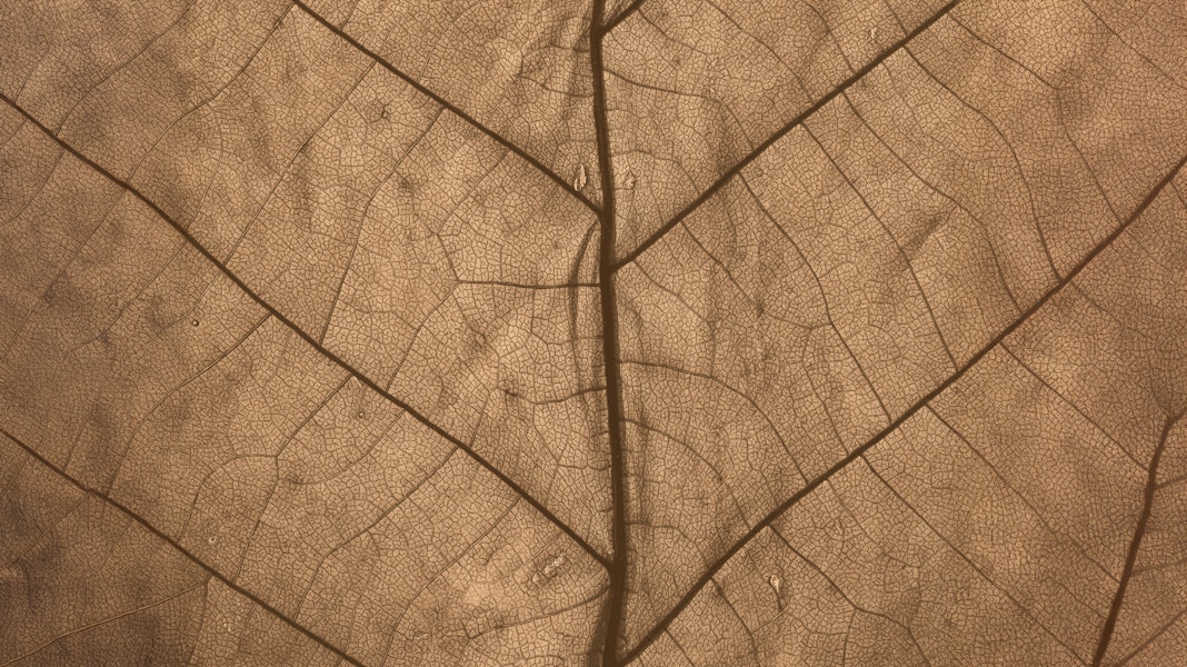 foglia.jpg