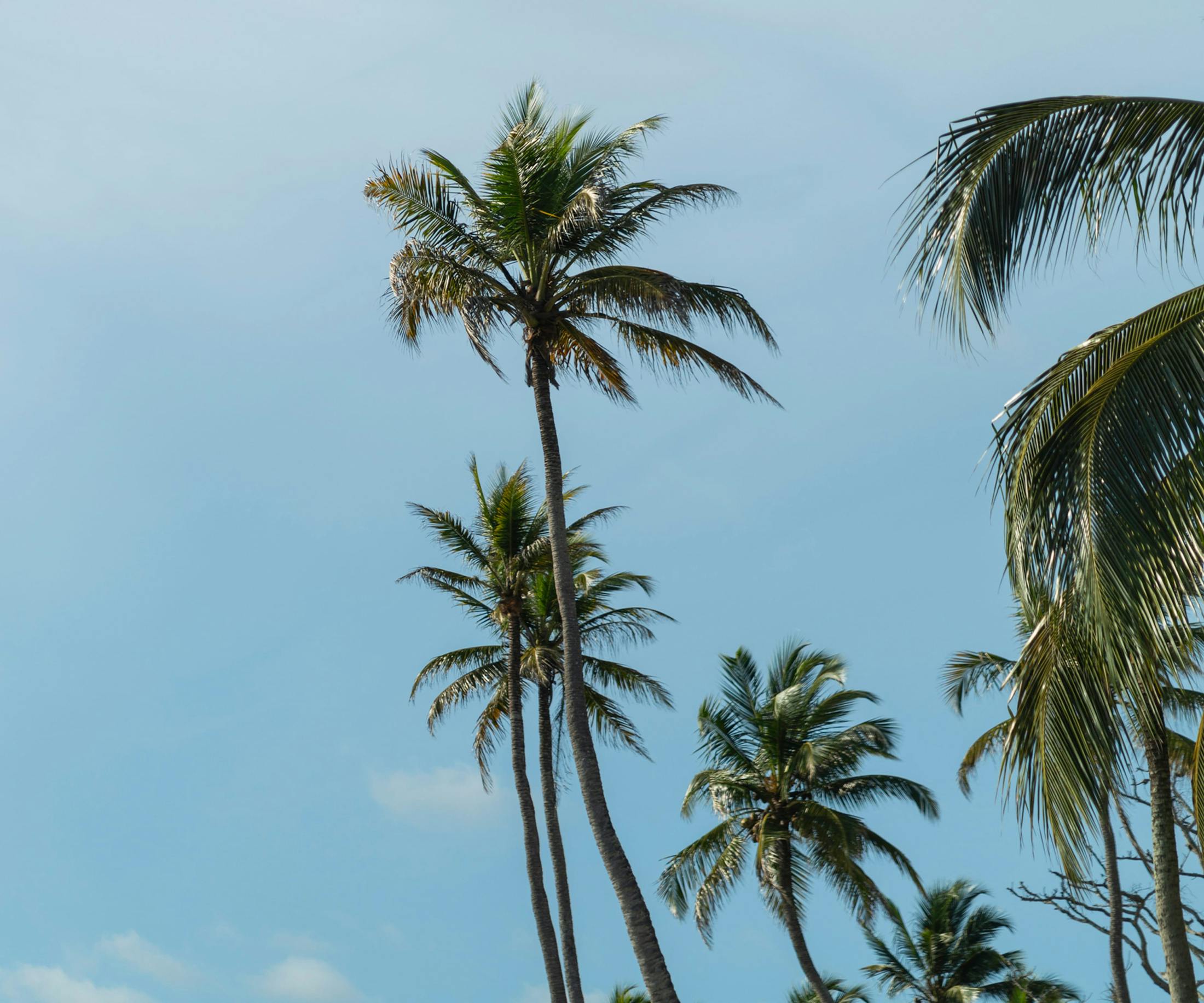 palm trees