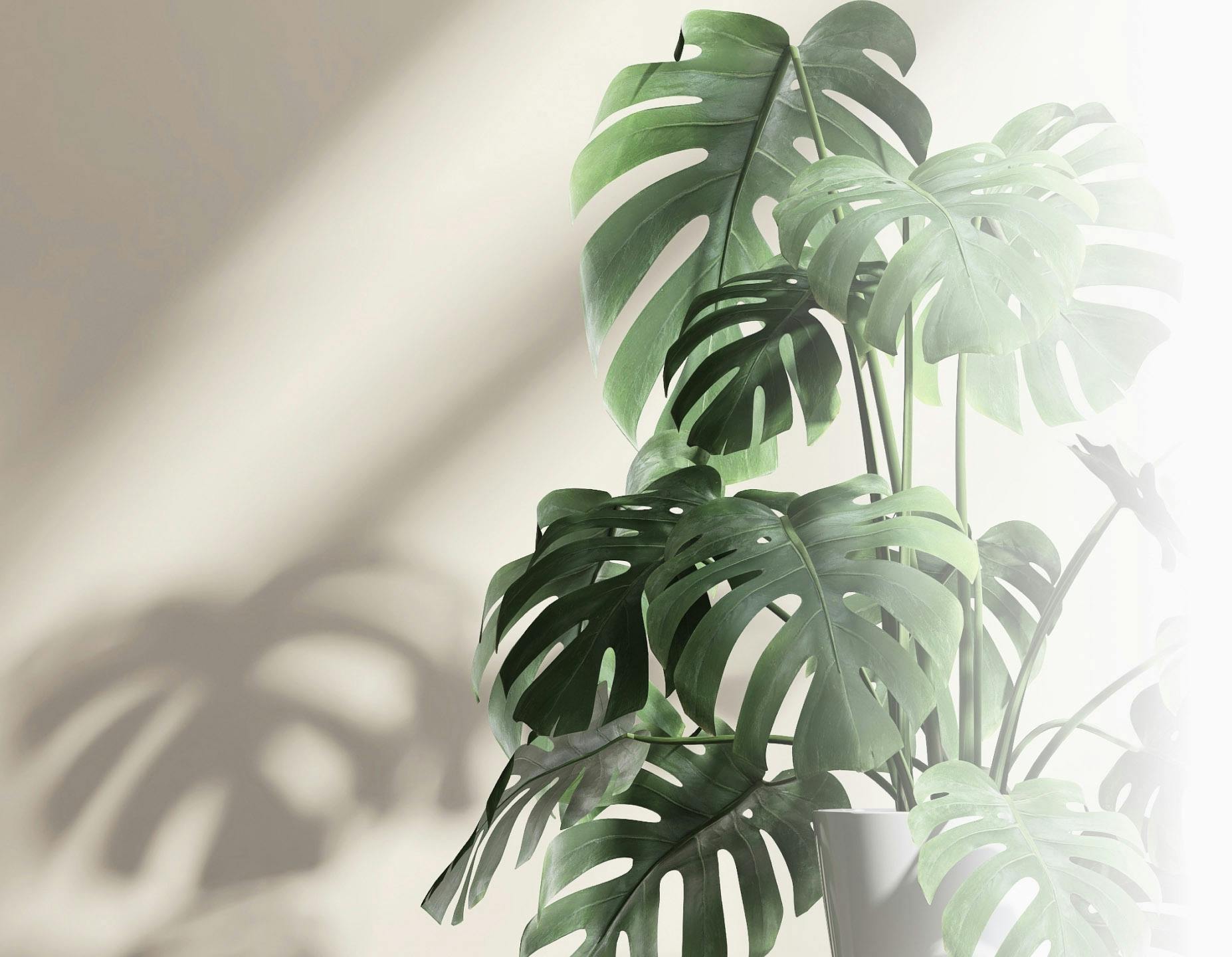 An indoor plant