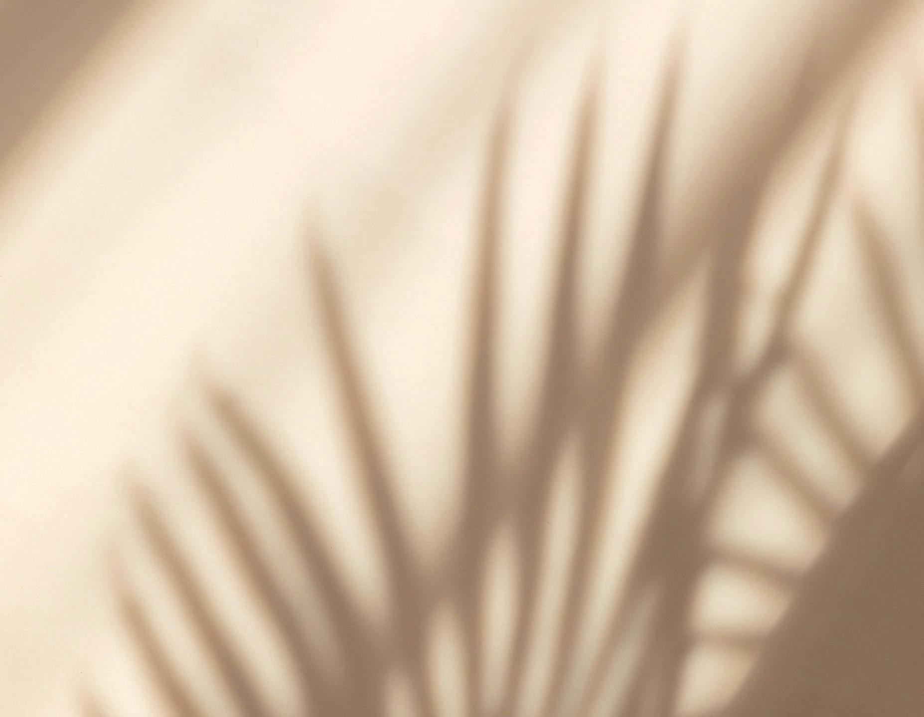 A plant shadow