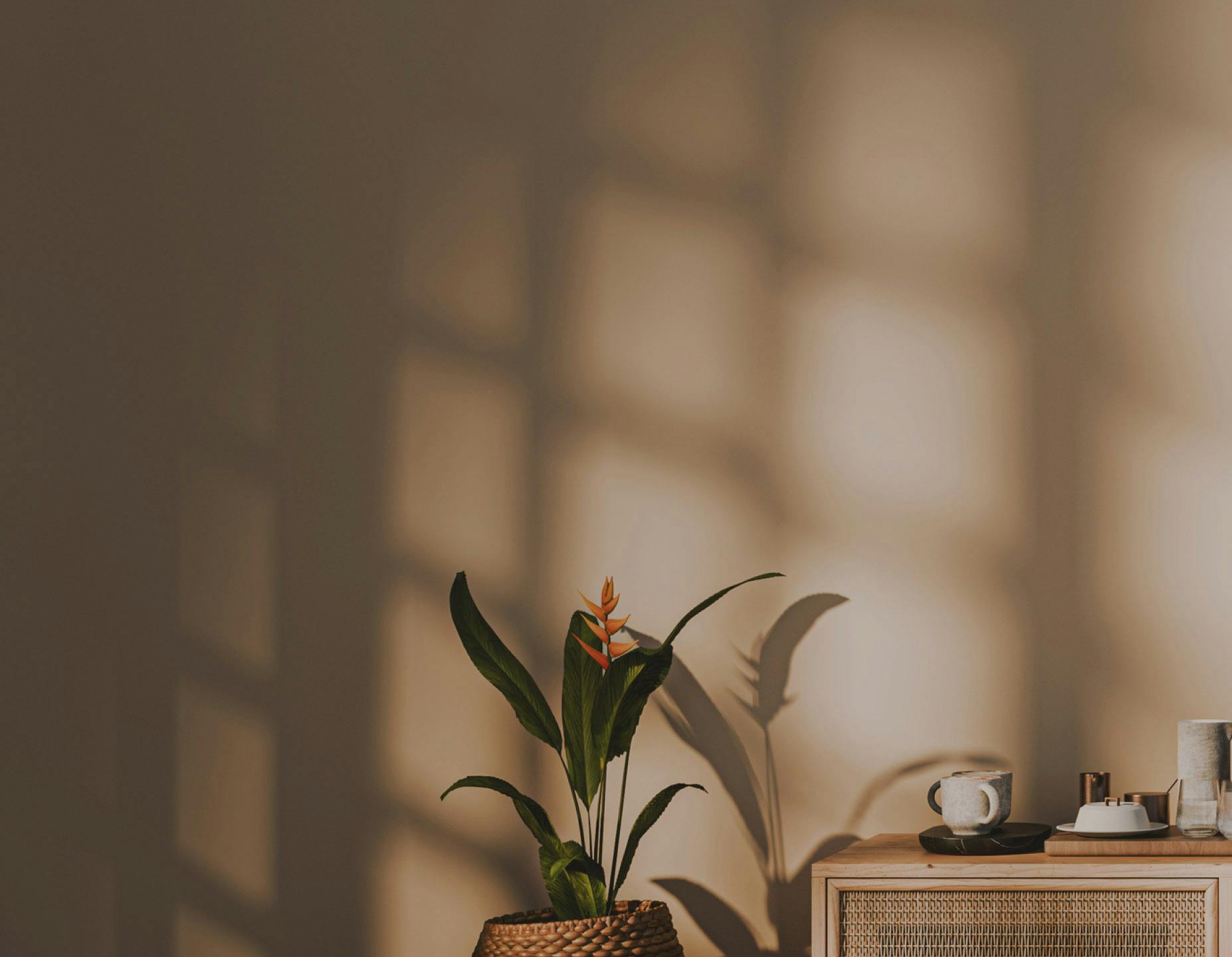 A plant against a wall