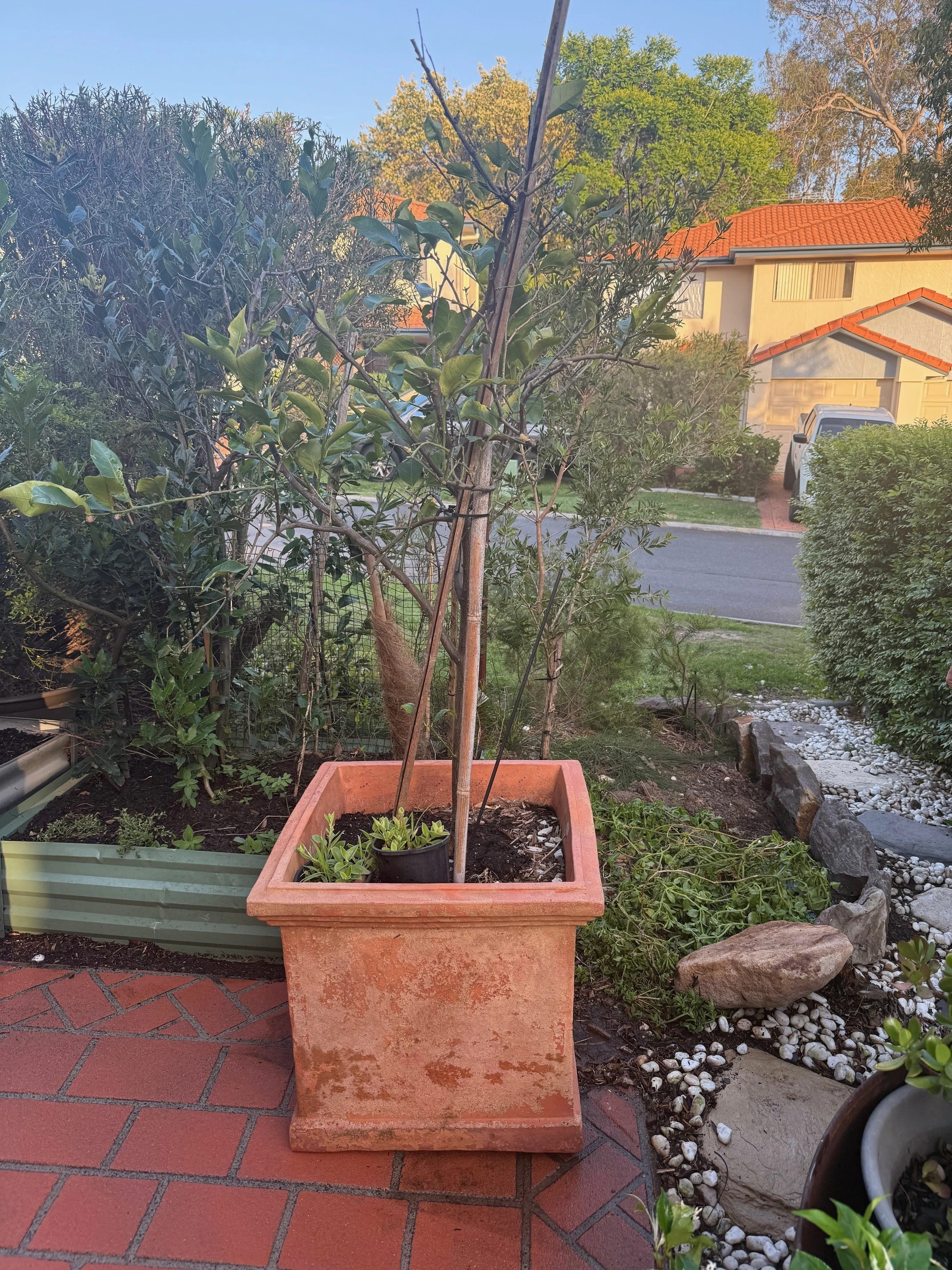 plant