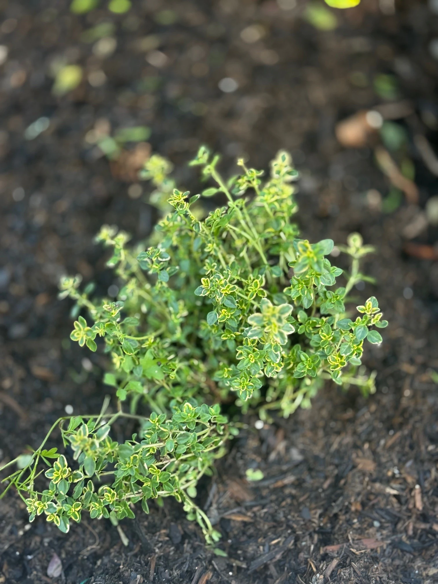 herbs