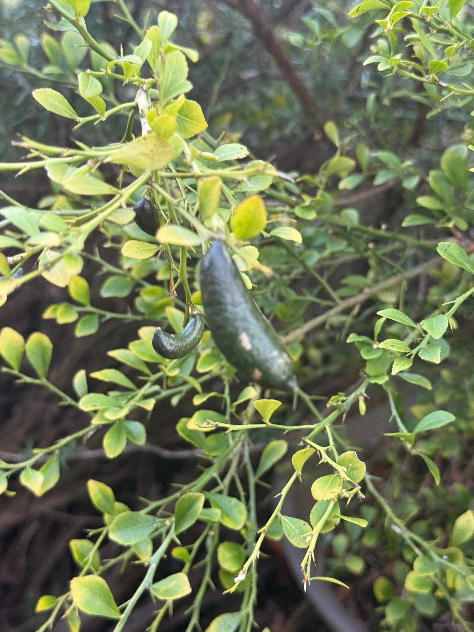 plant