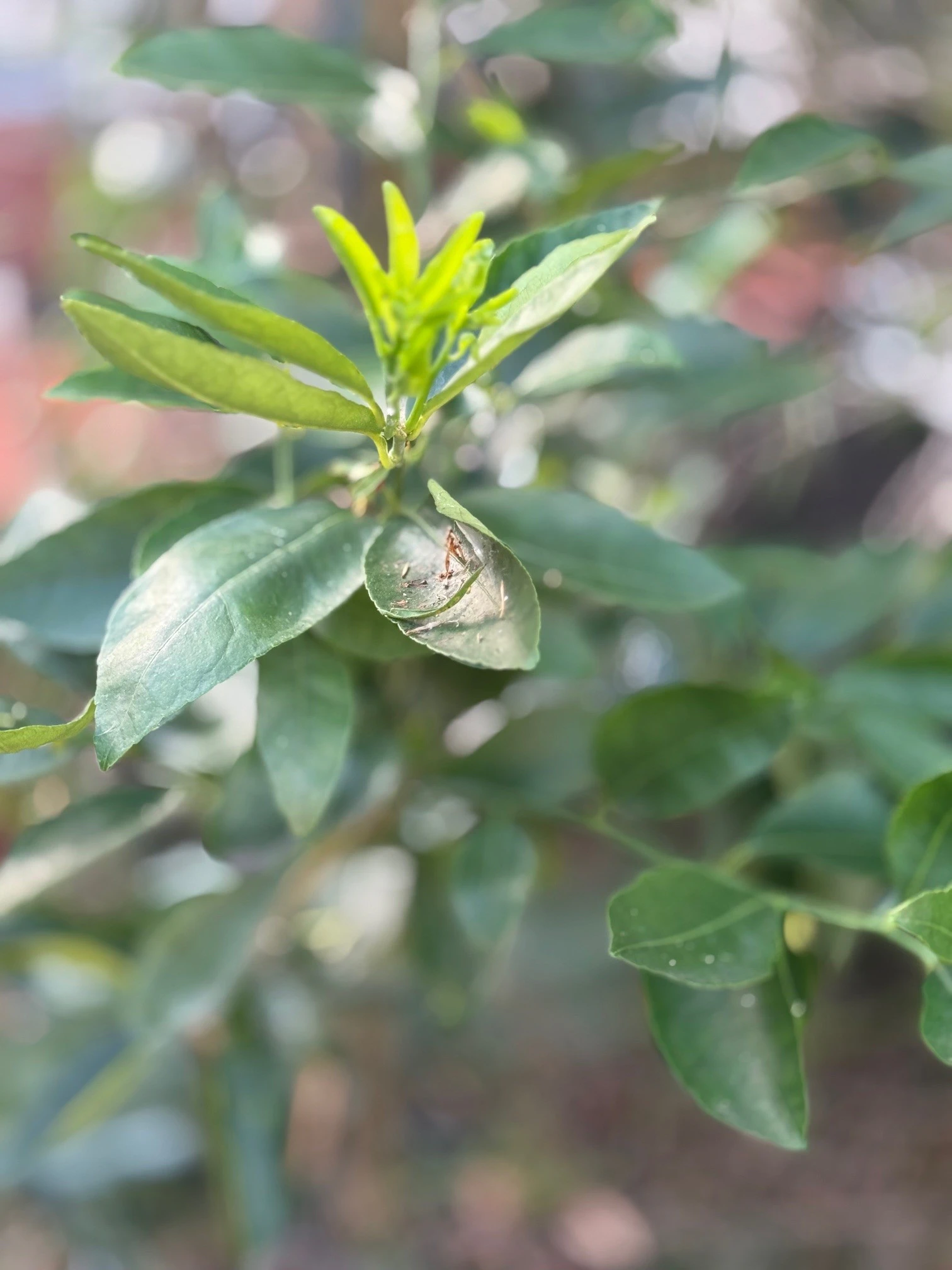 leaf
