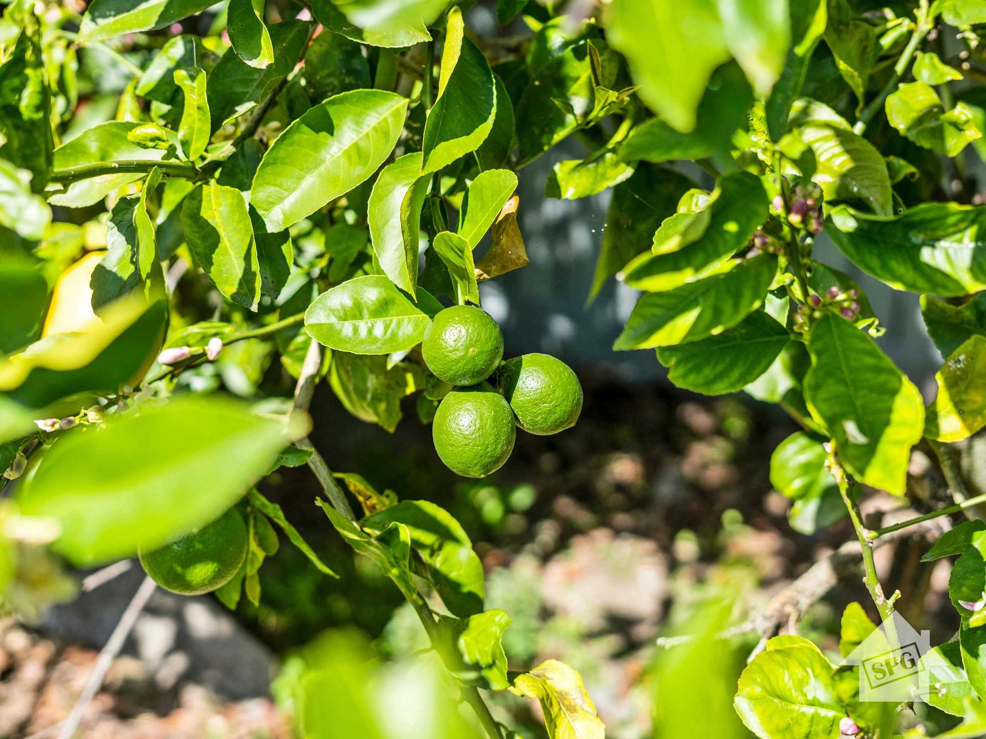 citrus fruit