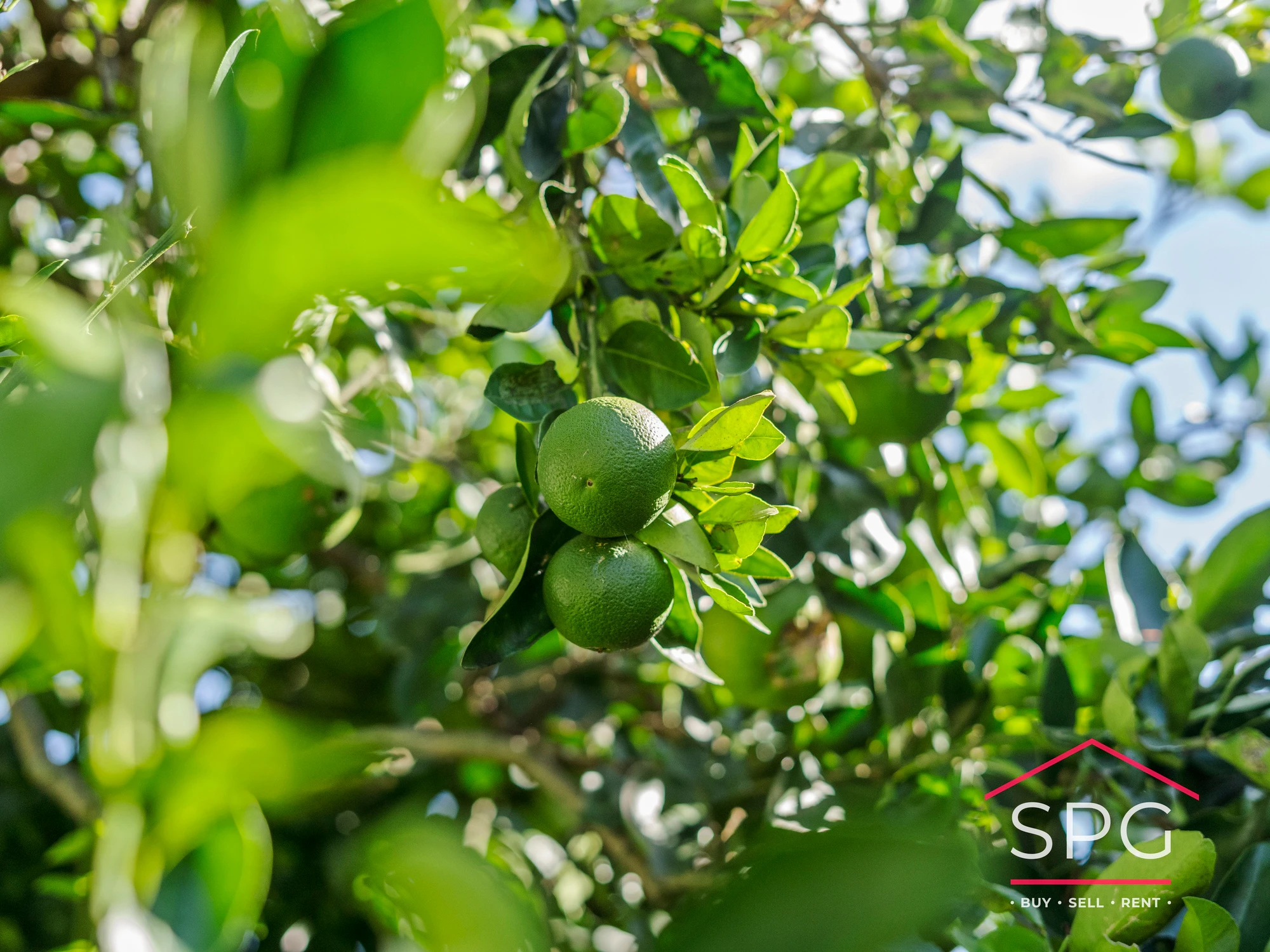 citrus fruit