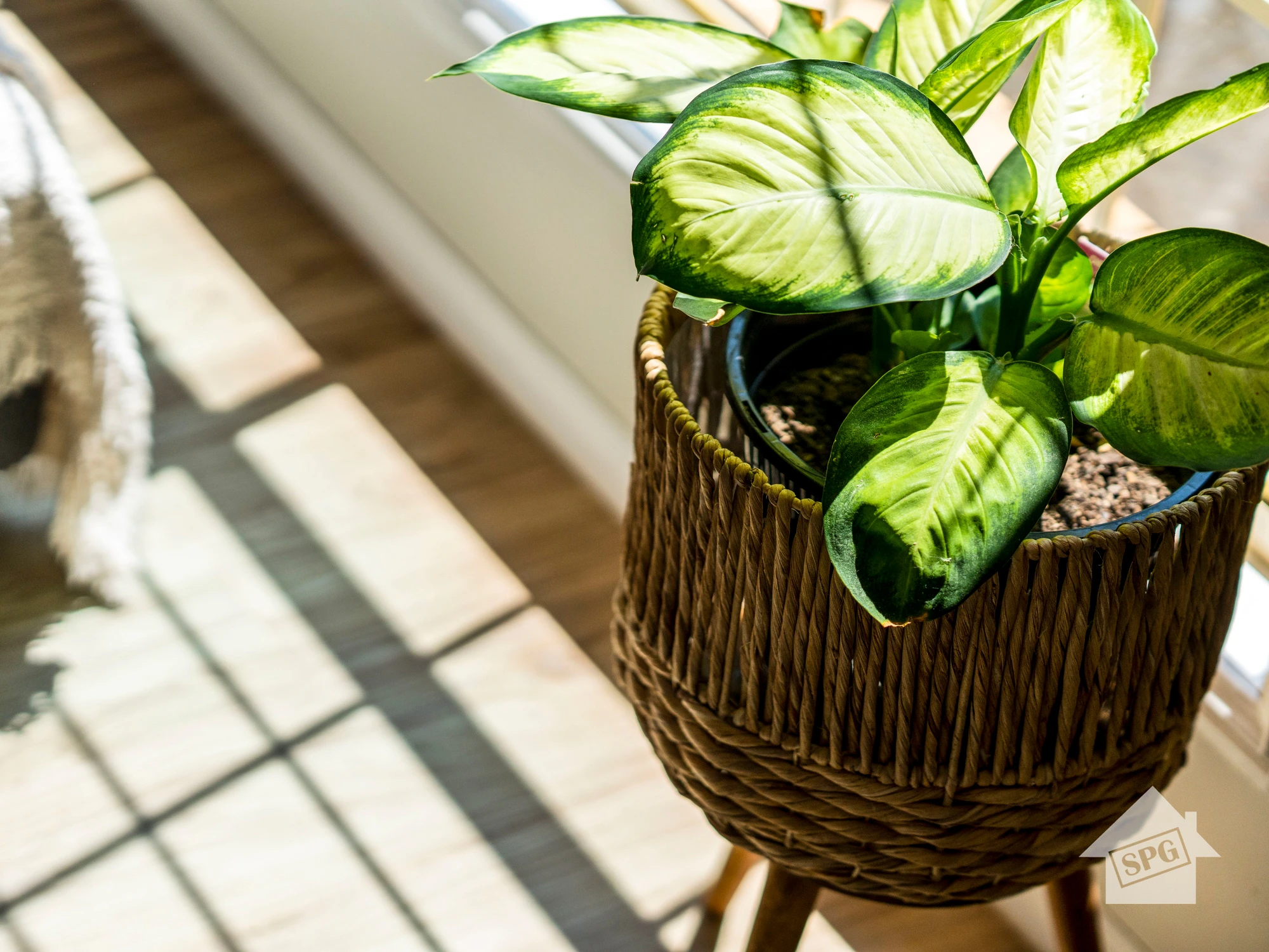 plant