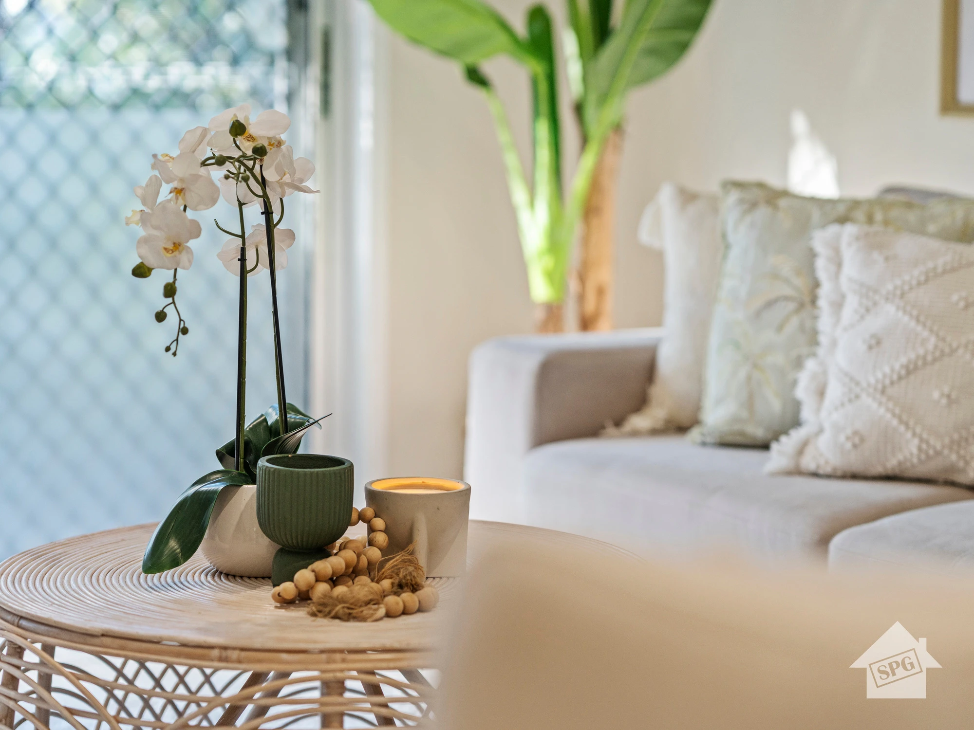 potted plant