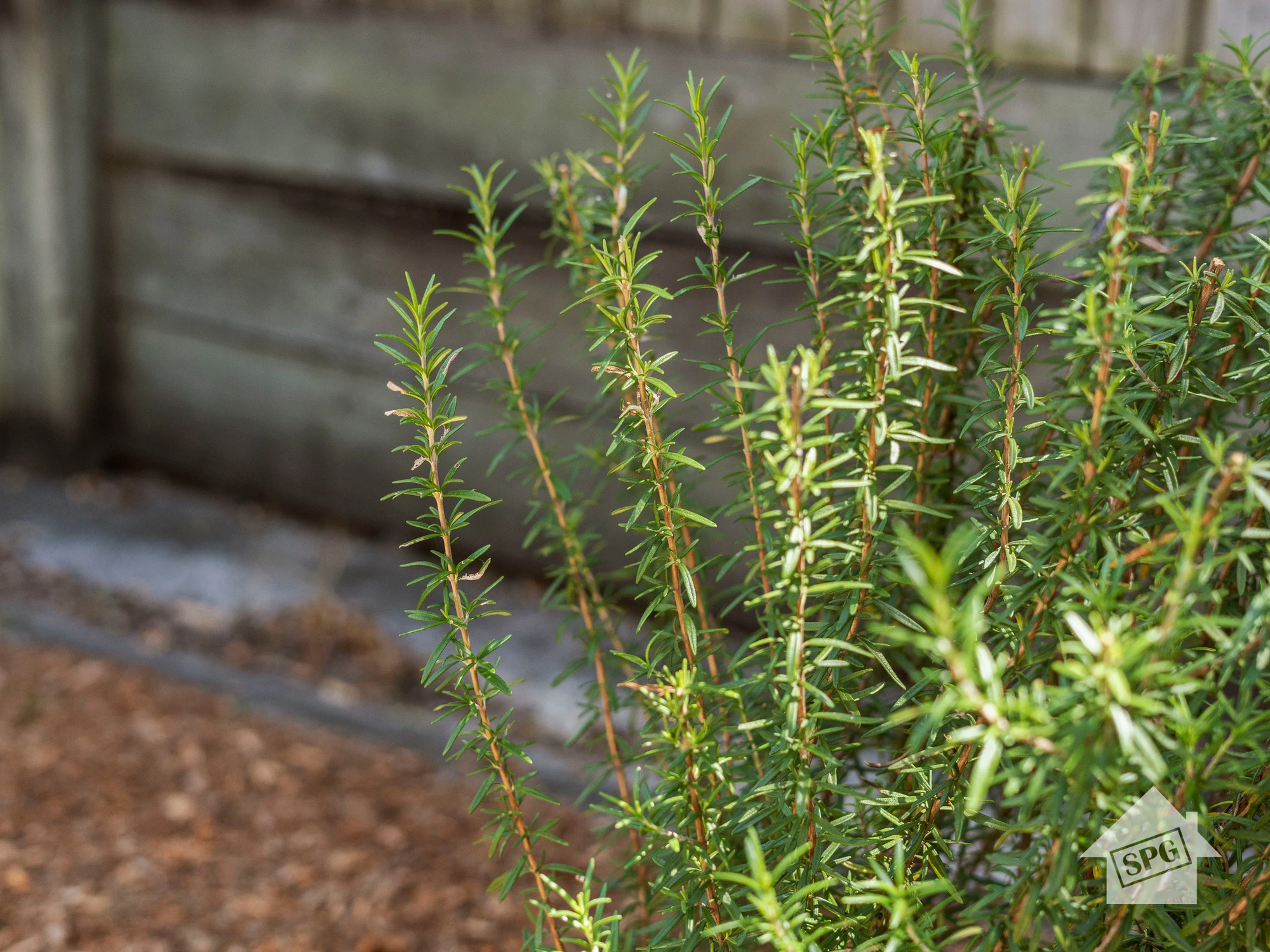 plant