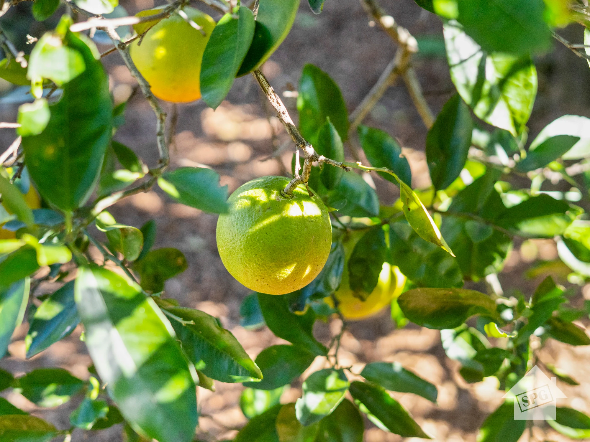 citrus fruit