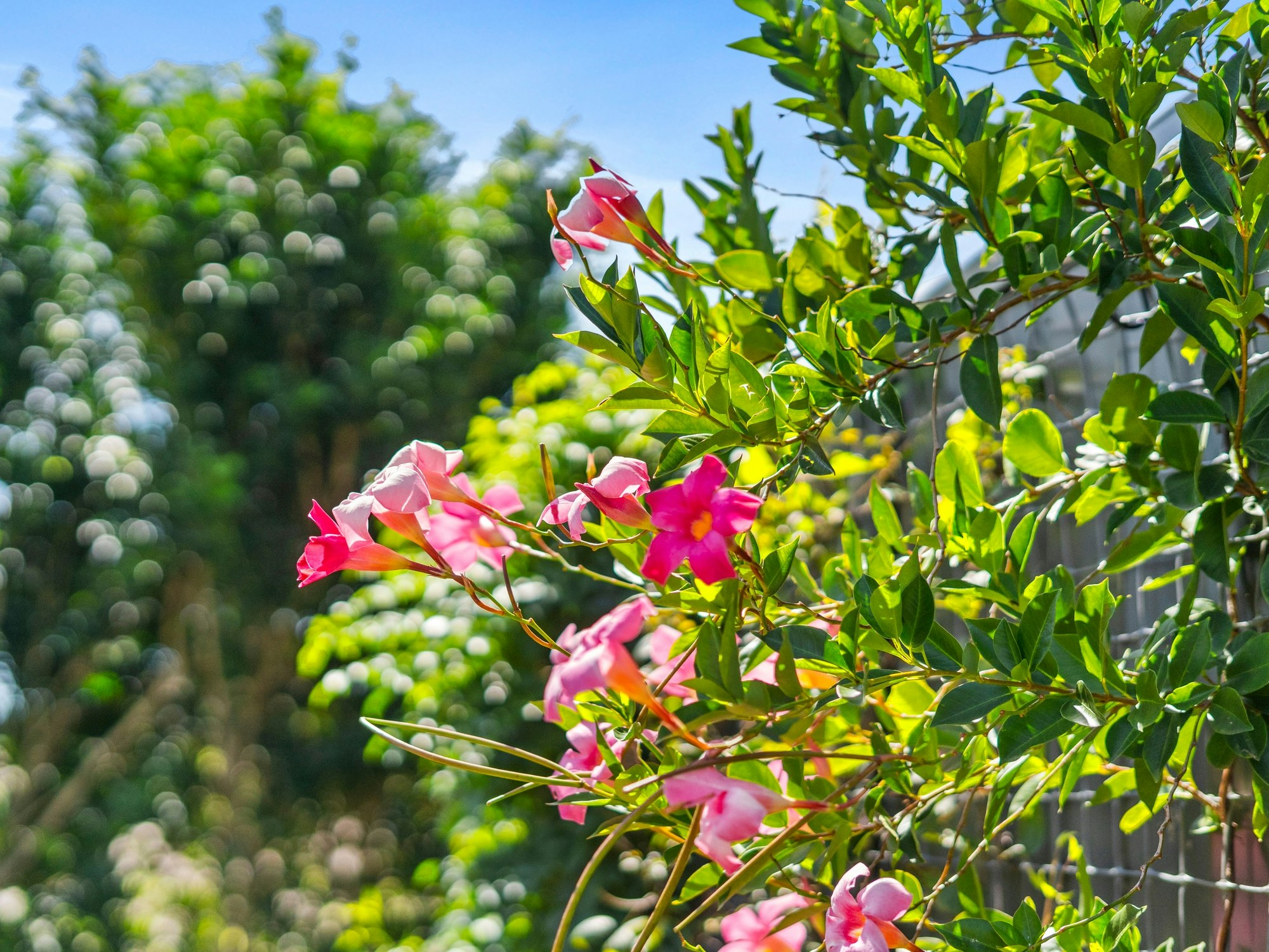 plant