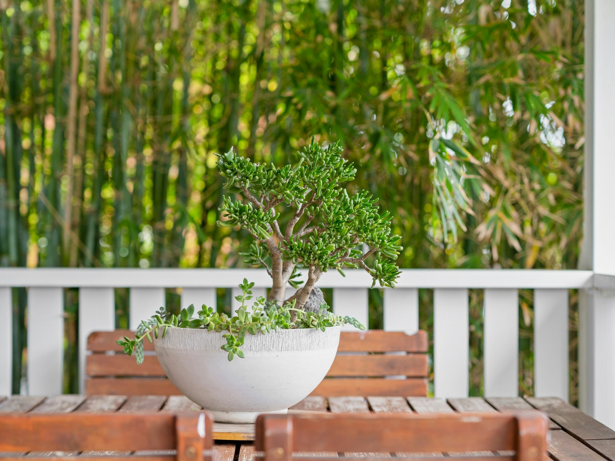 plant