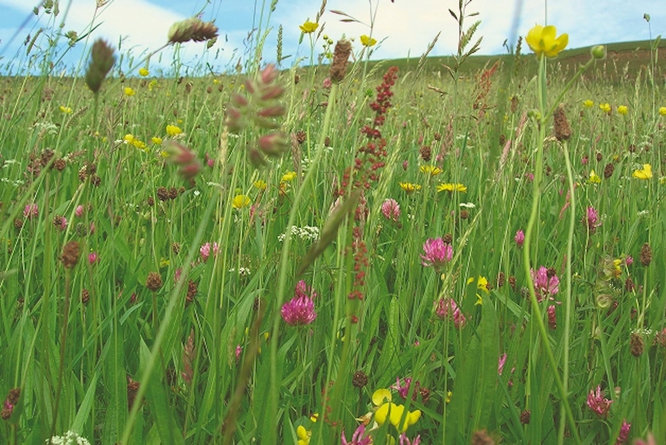 Prioritising green spaces