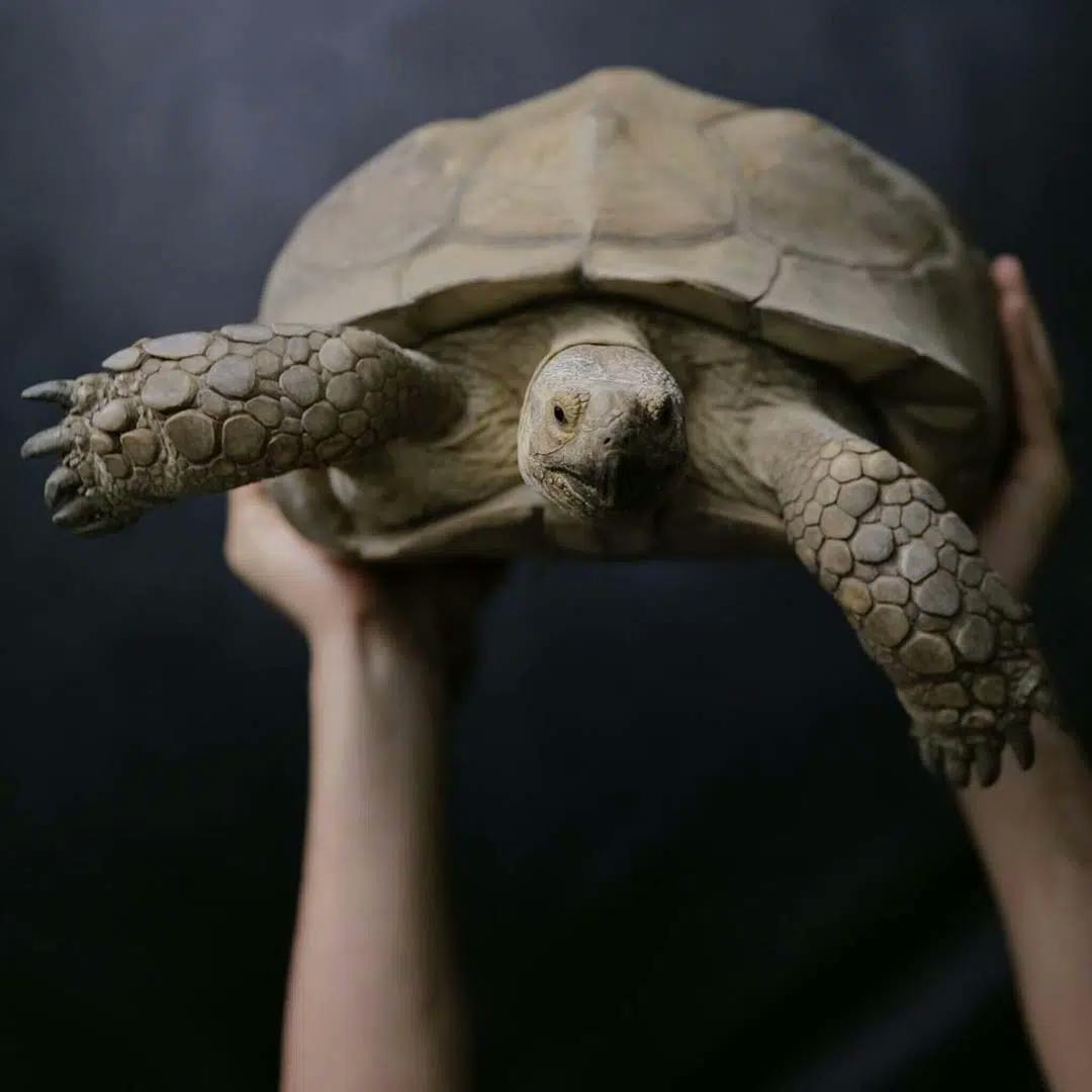 Office Pet