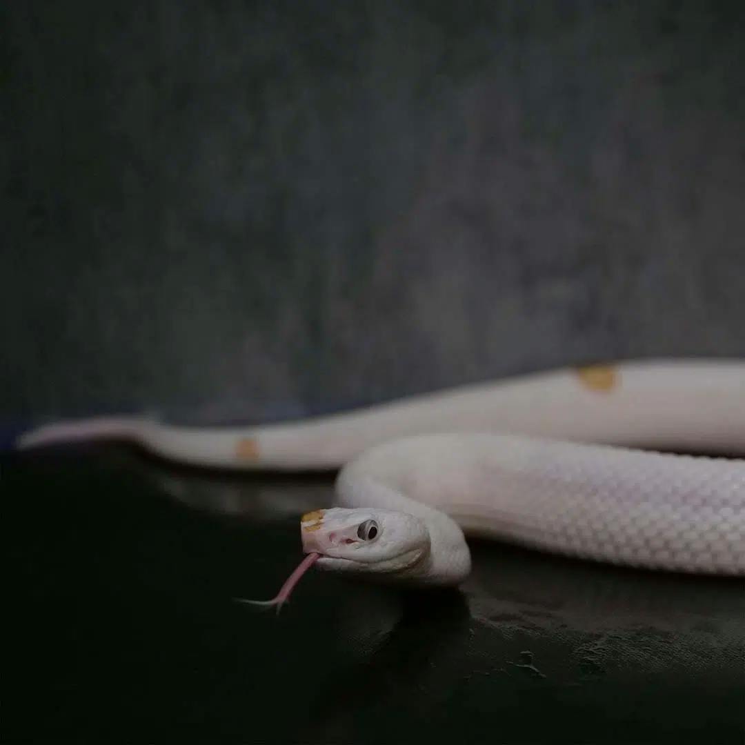 Office Pet