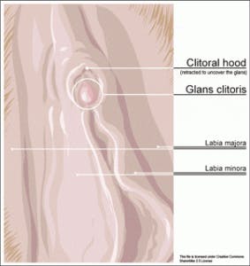 clitoris diagram