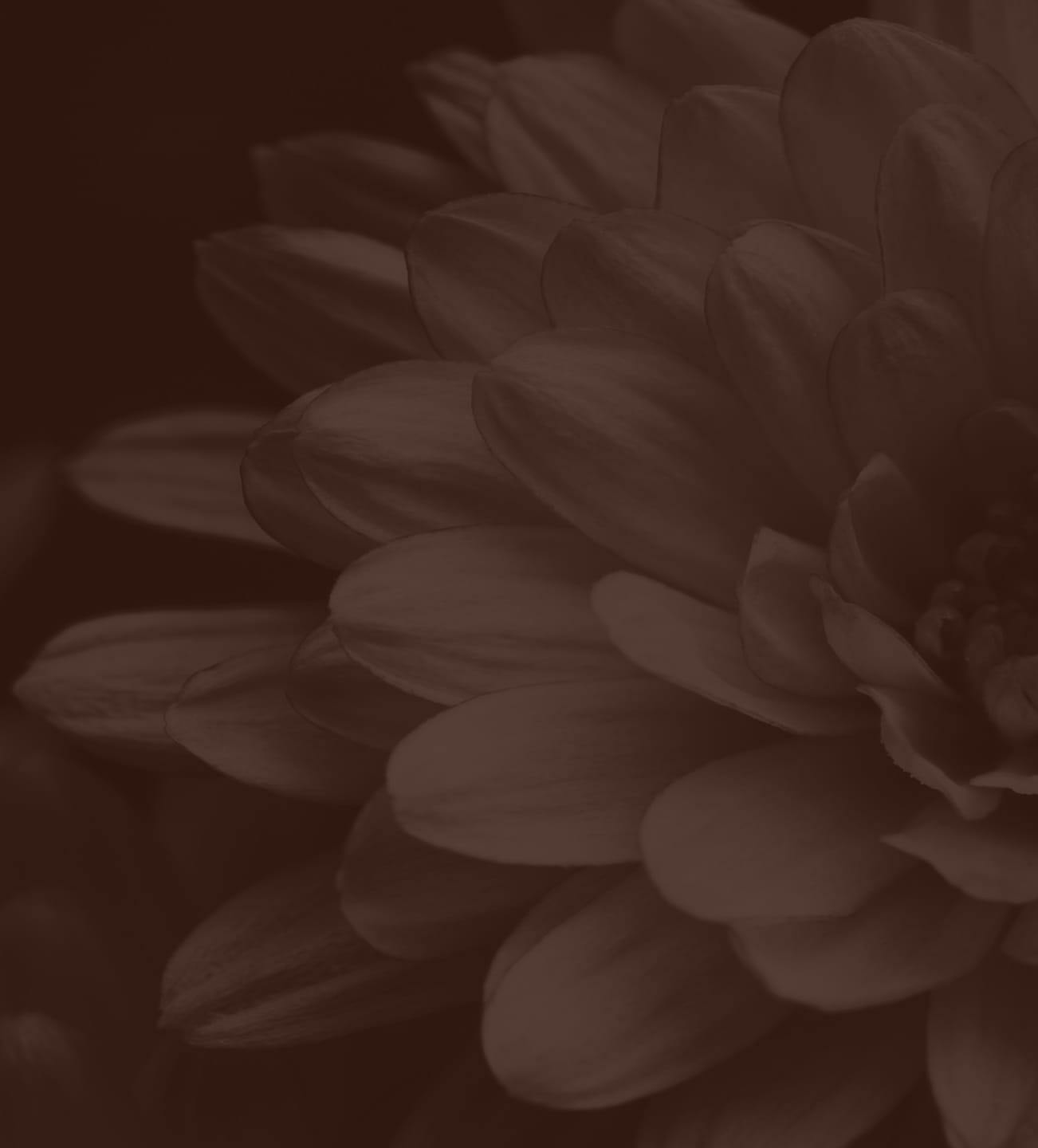 dark brown filter on white flower