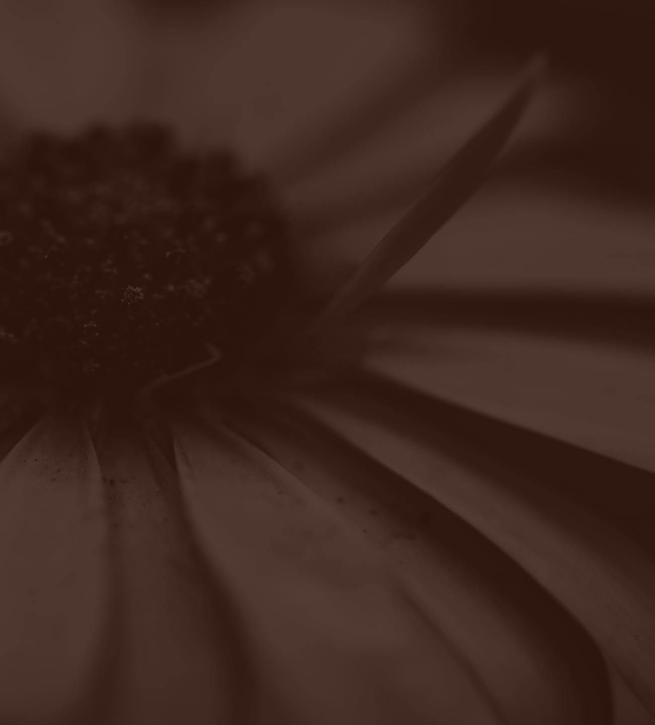 Close up of a flower