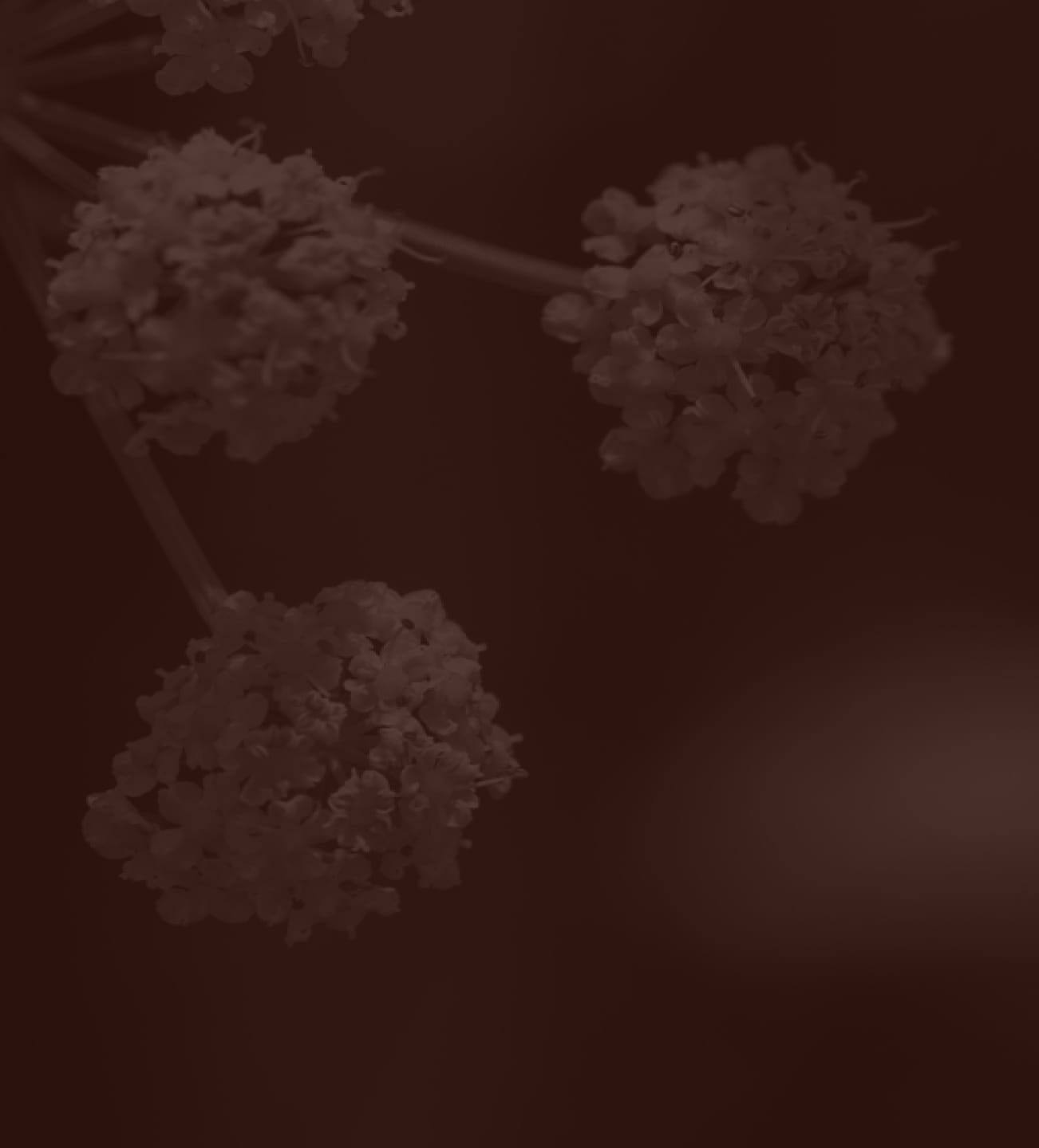 dark brown filter over flowers