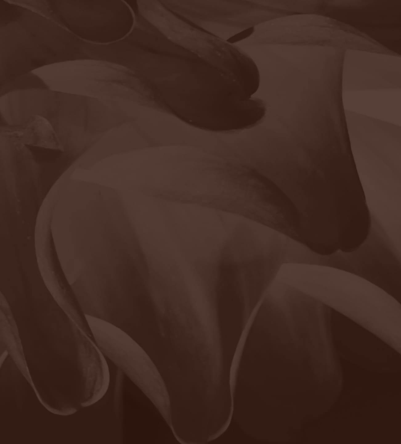 dark brown filter on white flower petal