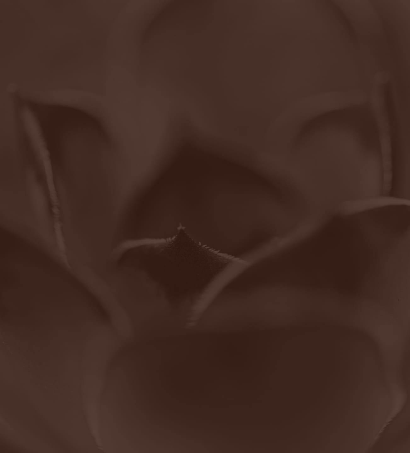 aesthetic brown image