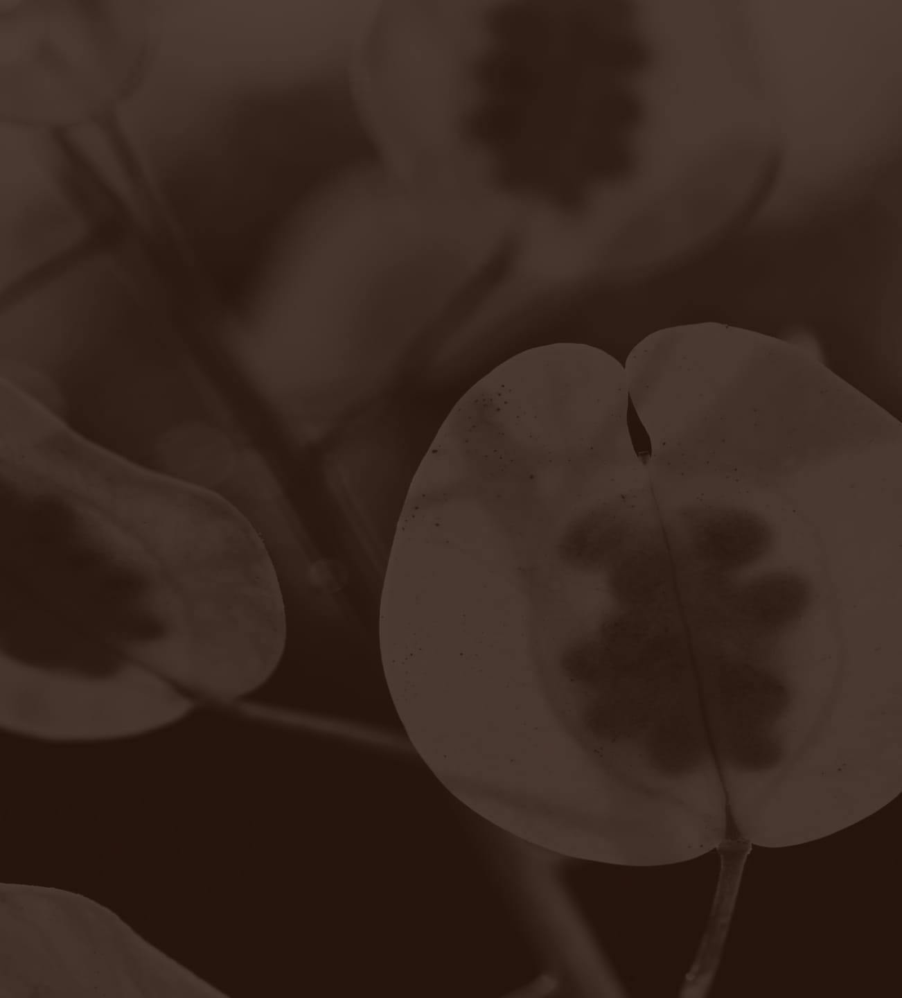 dark brown filter on a branch of flowers