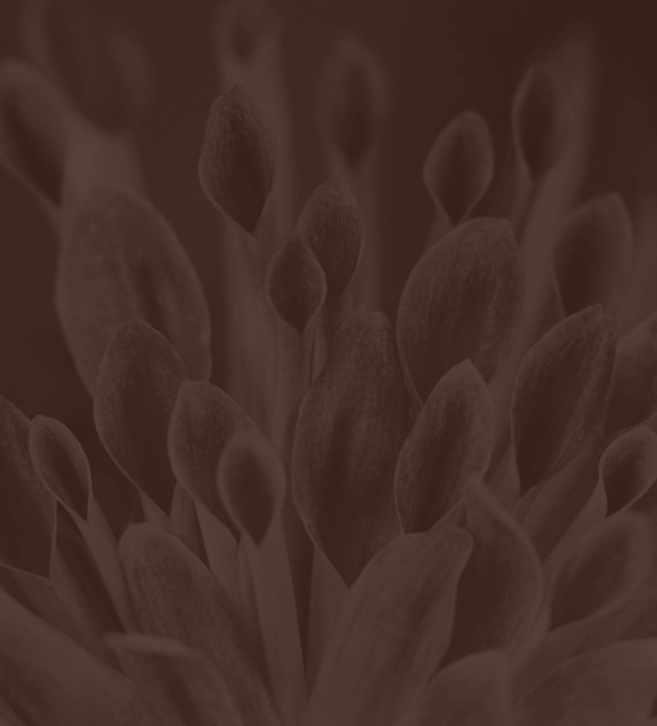 dark brown filter and close up on flower buds