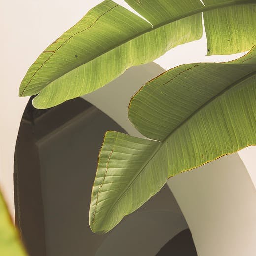 Close up of green leafy plant