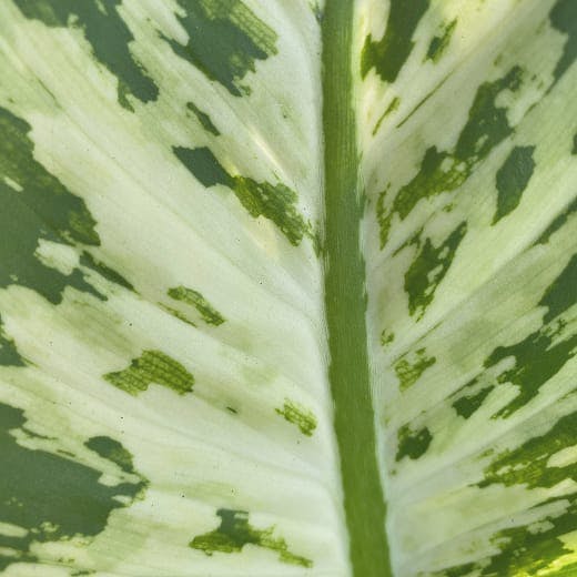 Close up of green leaf stem